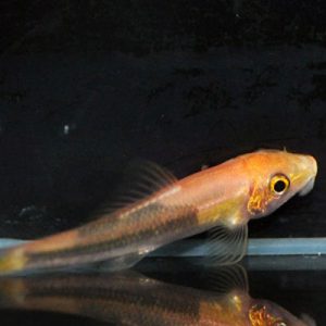 Marble Sucking Loach