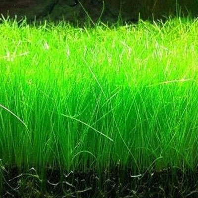 6'' x 4'' Hair Grass Tray
