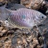 Lavender Gourami 