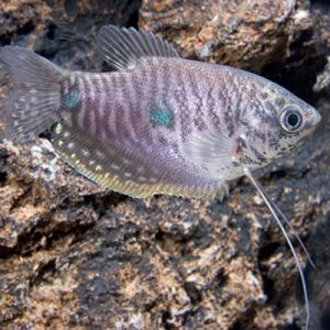 Lavender Gourami 