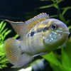 Blue Acara 2"