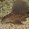 Leopard Pleco 5cm