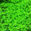 6'' x 4'' Micranthemum Monte Carlo 