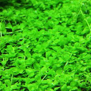 6'' x 4'' Micranthemum Monte Carlo 