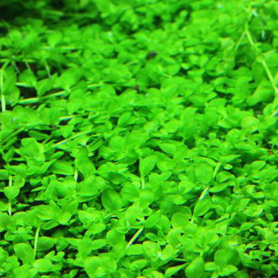 6'' x 4'' Micranthemum Monte Carlo