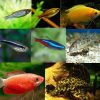 Small Tropical Tank Filler (Pack 1 M)