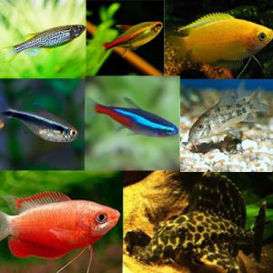 Small Tropical Tank Filler (Pack 1 M)