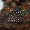 Snowball Pleco L201 6-8cm