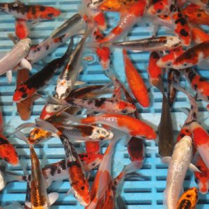 3/4'' Selected Koi