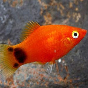 Red Mickey Mouse Platy 3.5-4cm