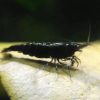 Black Shrimp