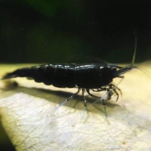 Black Shrimp