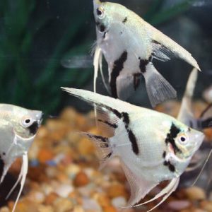 White crystal Panda Angelfish Med