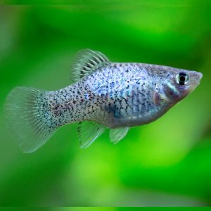 Blue Spotted Platy 