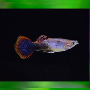 Purple Artic Male Guppy