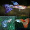Mixed Snakeskin Male Guppy x 6 m/l