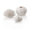 Assorted Sea Urchins White