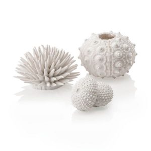 Assorted Sea Urchins White