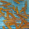 Gold Tench 2-3''