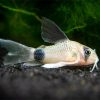 Panda Cory Long fin 2/3cm