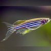 Long Fin Zebra Danio 3/3.5cm