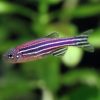 Zebra Danio 2.5/3cm