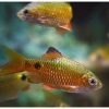 Rosy Barb (Medium)