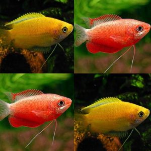 Mixed Honey Gourami x 4 SPECIAL OFFER!