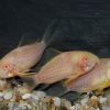 Albino Sterbas Cory 3cm