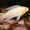 Albino Kribensis 