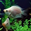 Balloon Pink Kissing Gourami 