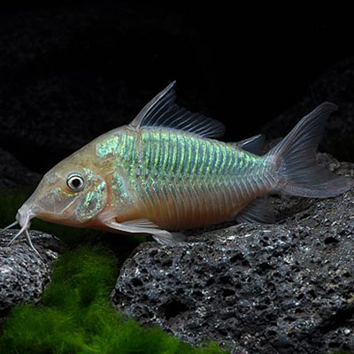 Green Brochis Cory