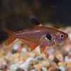 Red Phantom Tetra (Medium)