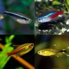 Tetra Pack (20 fish Glowlight, Neon, Black Neon +Silver Tip)