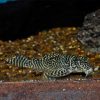 Black and White King Tiger Pleco L333 6-8cm