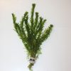 Elodia Densa Bunch