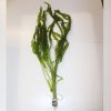 Aponogeton crispus