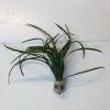 Japonicus Bunch 