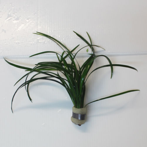 Japonicus Bunch