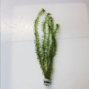 Elodia egeria bunch