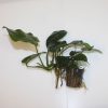 Pot   Anubias barteri (super quality)