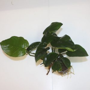 Alternative view of Pot   Anubias barteri (super quality)