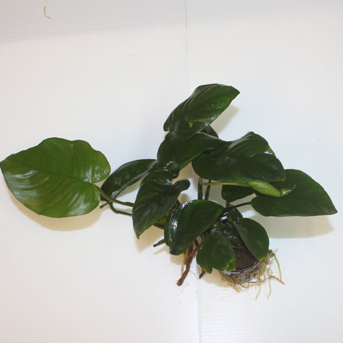 Pot Anubias barteri (super quality) - Image 2