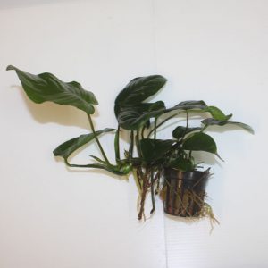 Pot   Anubias barteri (super quality)