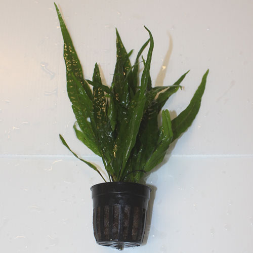 Pot Java needle leaf