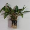 High Quality Cryptocoryne undulata (Pot) 