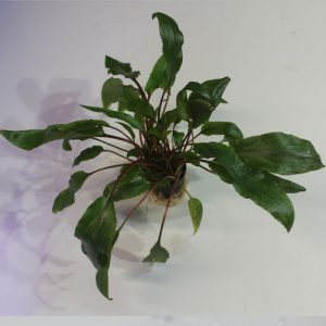 Alternative view of High Quality Cryptocoryne undulata (Pot) 