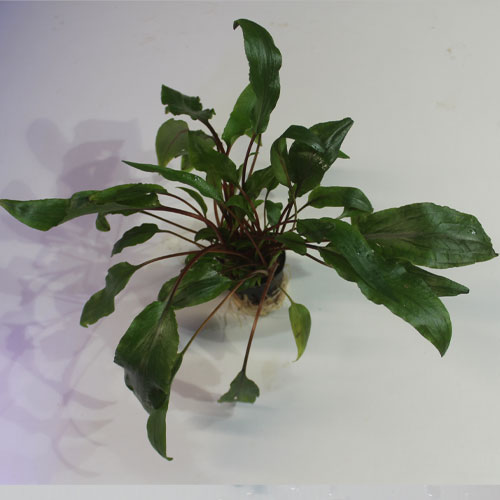 High Quality Cryptocoryne undulata (Pot) - Image 2