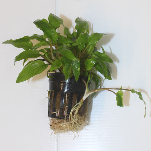 High Quality Cryptocryne wendtii (Pot)