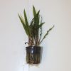 High Quality Crypocoryne Balansae (Pot)